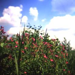 Photo of some flowers at Fleet pond