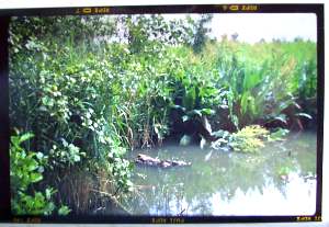 Photo of Fleet Pond with Agfa Billy Record II